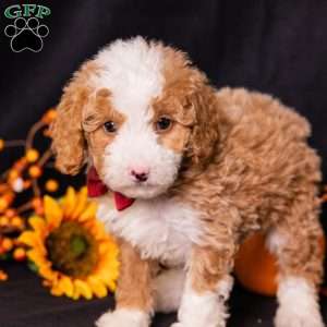 Gump, Mini Bernedoodle Puppy